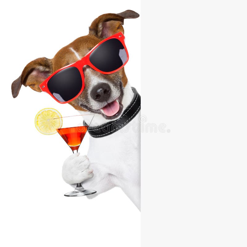 Cane divertente del cocktail fotografia stock libera da diritti Cane divertente del cocktail fotografia stock libera da diritti