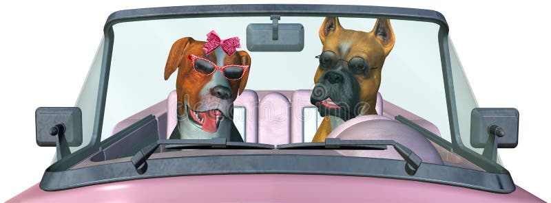 Fun and funny man and woman dog couple illustration are driving a pink convertible car on vacation or holiday. Isolated on white. Fun and funny man and woman dog couple illustration are driving a pink convertible car on vacation or holiday. Isolated on white.