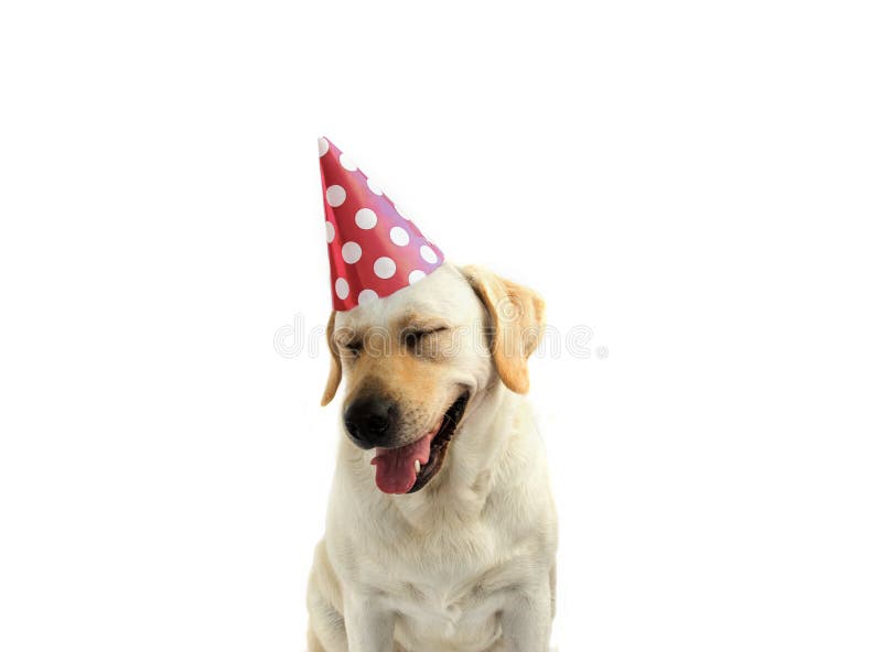 CANE DIVERTENTE E FELICE CHE CELEBRA UN COMPLEANNO O UN NUOVO ANNO CON UN CAPPELLO BIANCO E DI VERDE DEL POIS DEL PARTITO isolato fotografia stock libera da diritti CANE DIVERTENTE E FELICE CHE CELEBRA UN COMPLEANNO O UN NUOVO ANNO CON UN CAPPELLO BIANCO E DI VERDE DEL POIS DEL PARTITO isolato fotografia stock libera da diritti