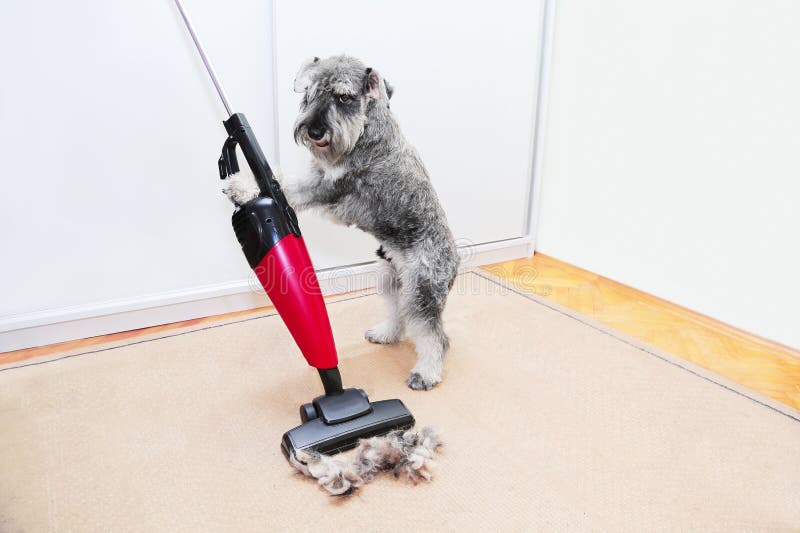 Cane Divertente Facendo Uso Di Un Aspirapolvere, Palla Dello Schnauzer Dei  Peli Della Lana Del Cappotto Sul Tappeto, Pavimento De Immagine Stock -  Immagine di moderno, gatto: 151432075