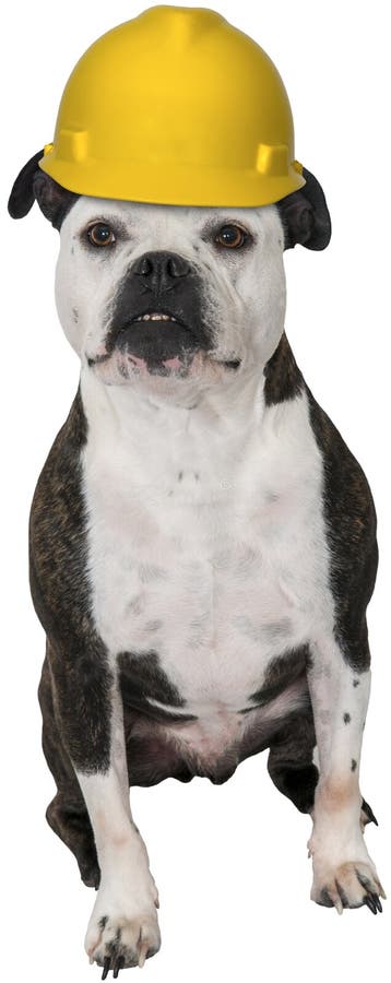 Muratore Del Cane Foto Foto Stock Gratis E Royalty Free Da Dreamstime