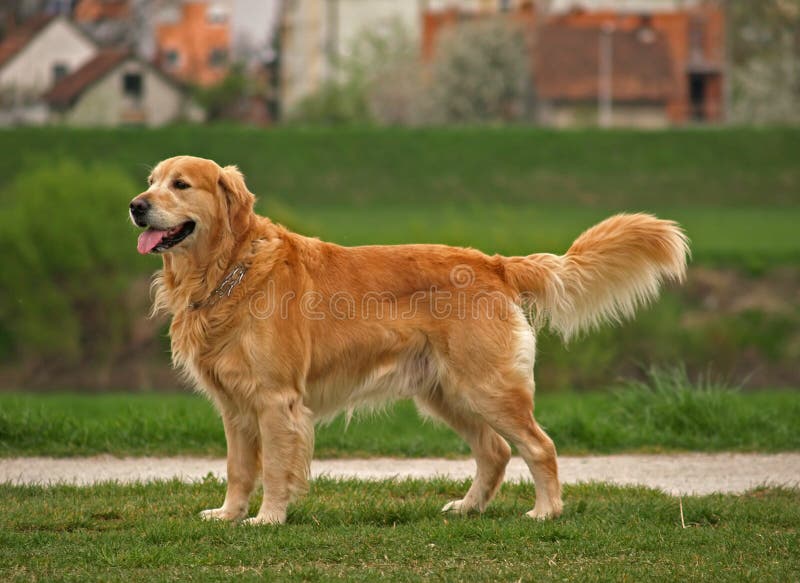 Happy dog, golden retriever proudly stands on the promenade. Happy dog, golden retriever proudly stands on the promenade