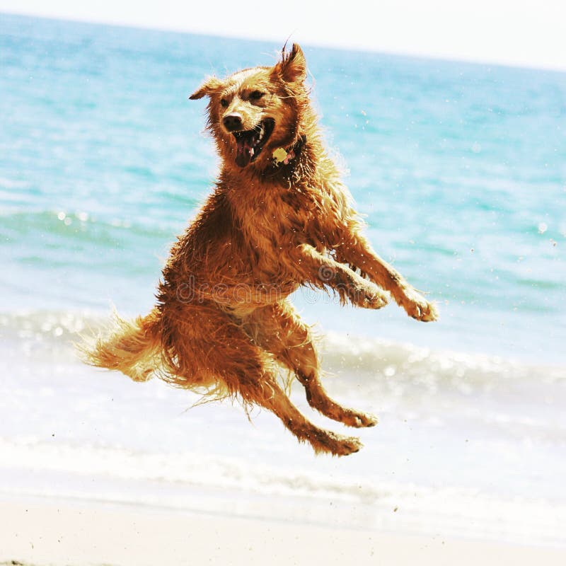Cane dorato che salta sulla spiaggia fotografia stock libera da diritti Cane dorato che salta sulla spiaggia fotografia stock libera da diritti