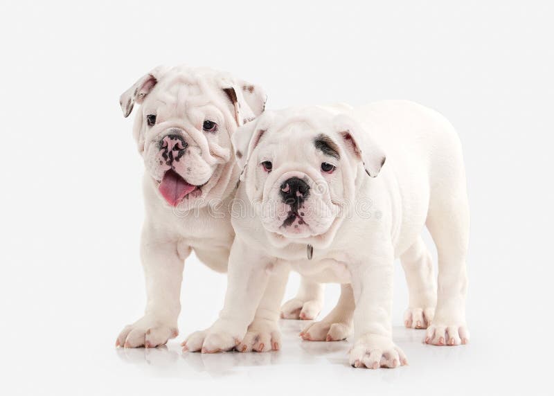 Cane Due cuccioli inglesi del bulldog su fondo bianco immagine stock Cane Due cuccioli inglesi del bulldog su fondo bianco immagine stock