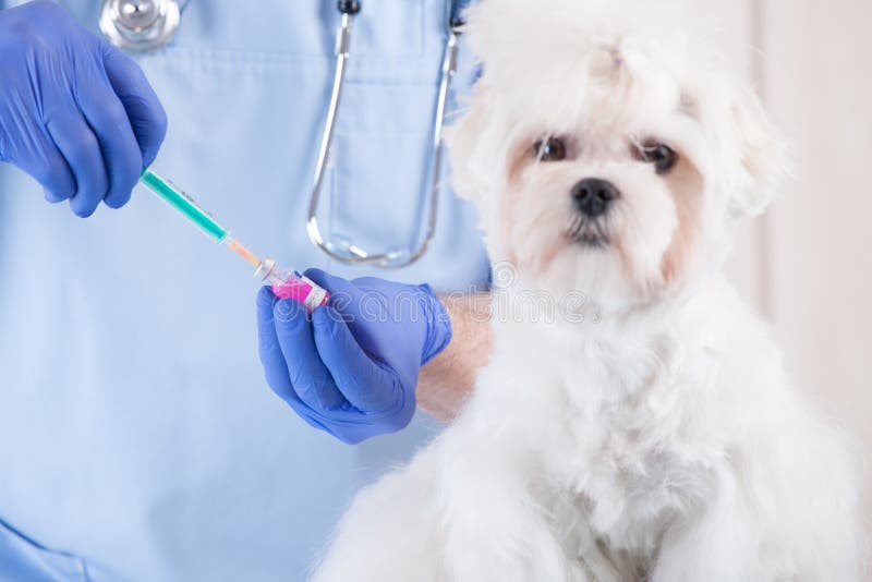 Smiling vet preparing vaccination for dog maltese. Smiling vet preparing vaccination for dog maltese