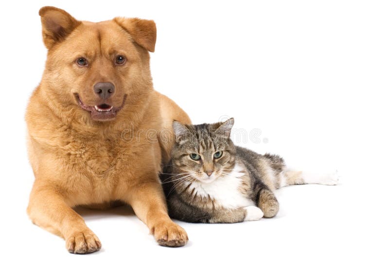 Cane e gatto Cane e gatto