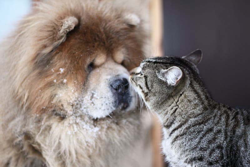 Cane e gatto Cane e gatto