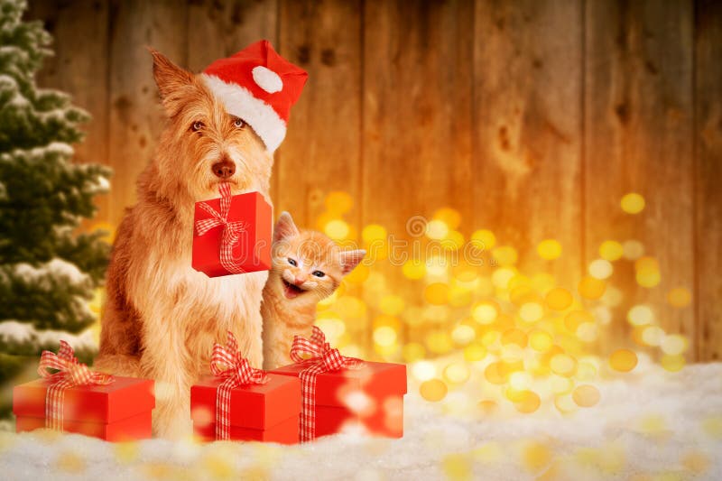 Cane e gatto al Natale con i regali immagine stock Cane e gatto al Natale con i regali immagine stock