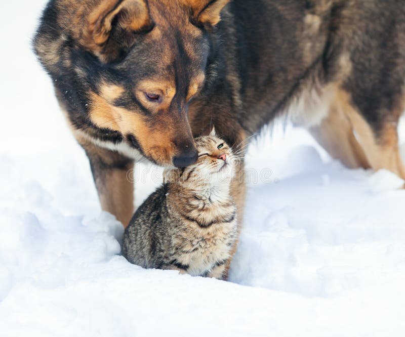 Cane e gatto che giocano nella neve immagini stock libere da diritti Cane e gatto che giocano nella neve immagini stock libere da diritti