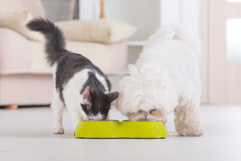 Cane e gatto che mangiano alimento da una ciotola