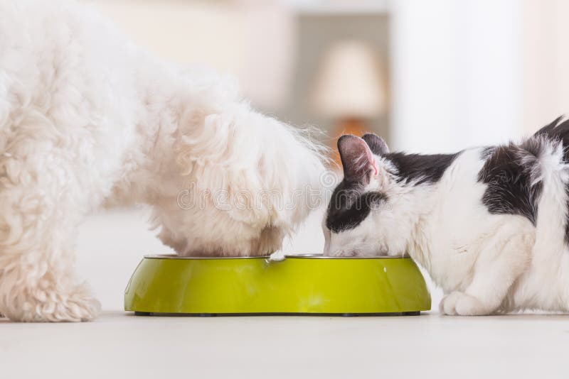 Cane e gatto che mangiano alimento da una ciotola