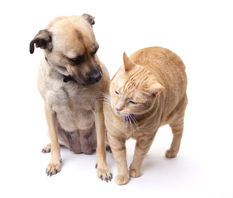 Cane e gatto insieme fotografia stock libera da diritti Cane e gatto insieme fotografia stock libera da diritti