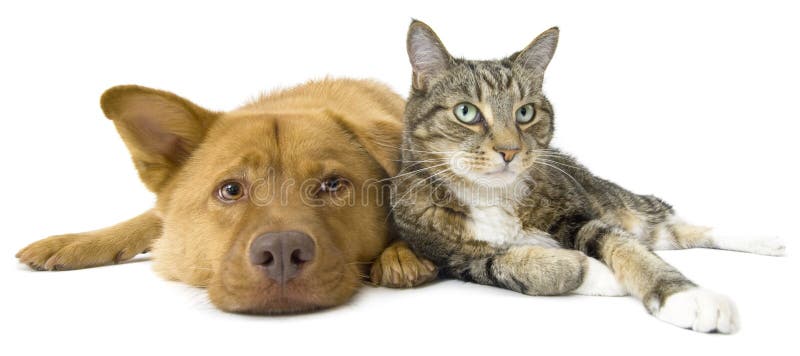 Cane e gatto insieme grandangolari