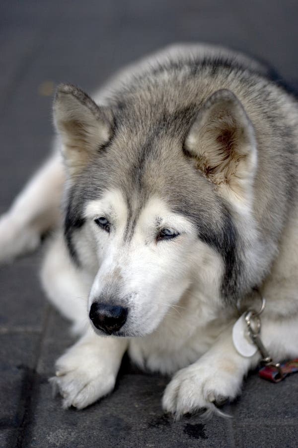 Cane faticoso immagini stock libere da diritti Cane faticoso immagini stock libere da diritti