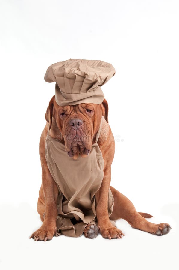 Cane faticoso del cuoco unico con il cappello del cuoco unico e del grembiule