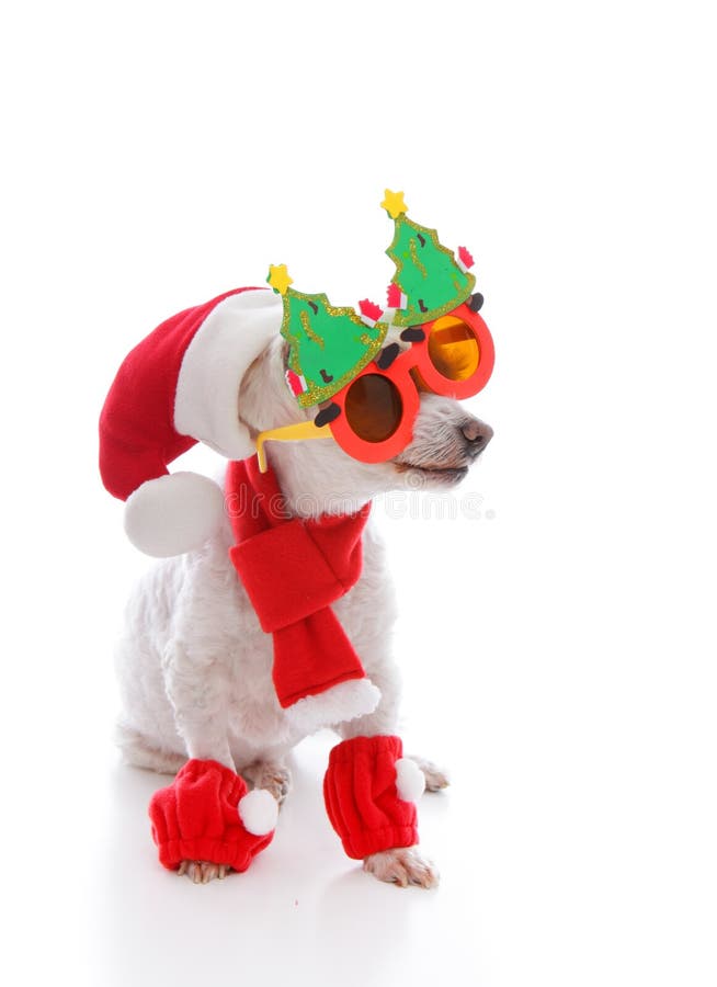 Happy dog wearing a santa hat, comical Christmas glasses and scarf and leggings. Happy dog wearing a santa hat, comical Christmas glasses and scarf and leggings