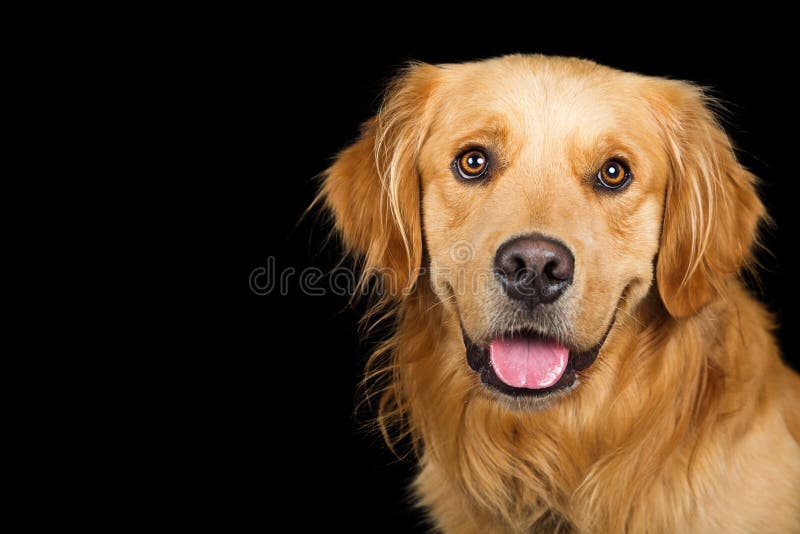 Cane felice di golden retriever del ritratto sopra il nero