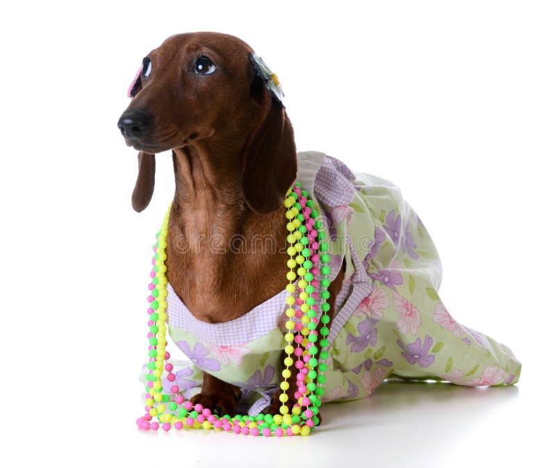 Cane femminile fotografia stock libera da diritti Cane femminile fotografia stock libera da diritti
