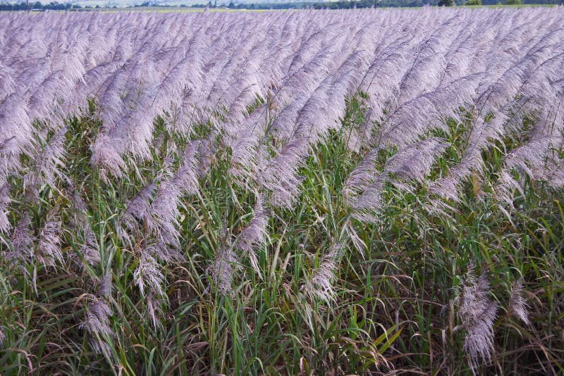 362 Sugarcane Flowers Stock Photos Free & RoyaltyFree Stock Photos