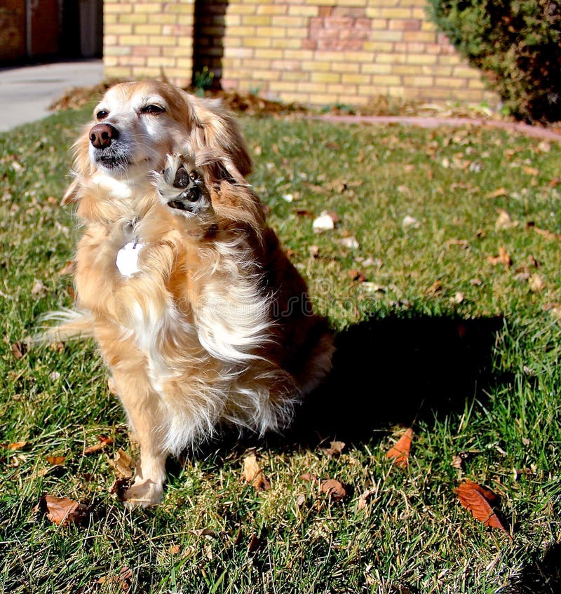 Cane freddo immagini stock libere da diritti Cane freddo immagini stock libere da diritti