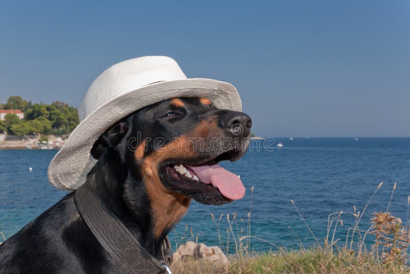 Cane freddo con il cappello che gode del sole fotografie stock libere da diritti Cane freddo con il cappello che gode del sole fotografie stock libere da diritti