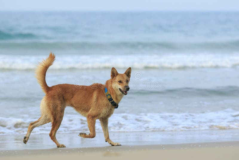 Cane, funzionamento dell'animale domestico alla spiaggia del mare immagini stock libere da diritti Cane, funzionamento dell'animale domestico alla spiaggia del mare immagini stock libere da diritti