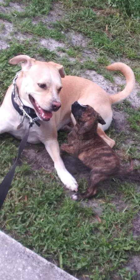 Cane grazioso che gioca con il cucciolo immagini stock Cane grazioso che gioca con il cucciolo immagini stock