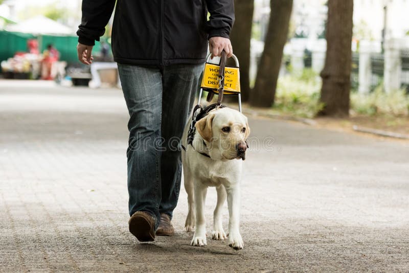 Cane guida che conduce un uomo cieco sul marciapiede fotografia stock Cane guida che conduce un uomo cieco sul marciapiede fotografia stock