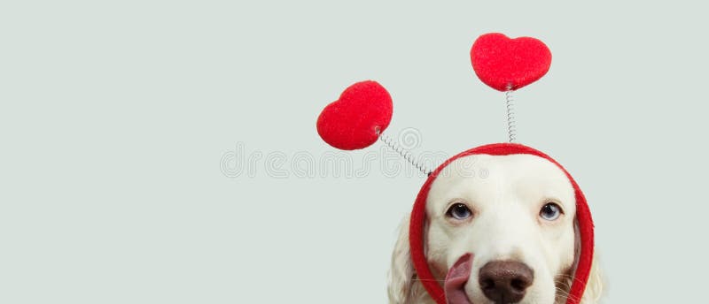 Cane innamorato di San Valentino felice con diadema a forma di cuore rosso e lingua che gli collega il naso isolato sullo sfondo