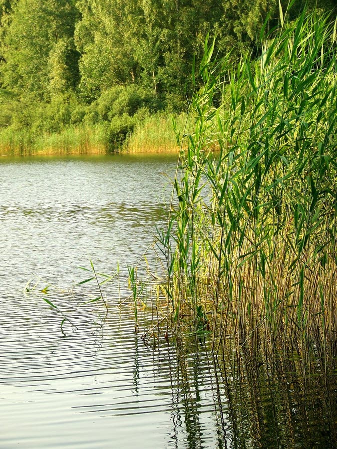 Cane in lake stock image. Image of landscape, beautiful 12461489