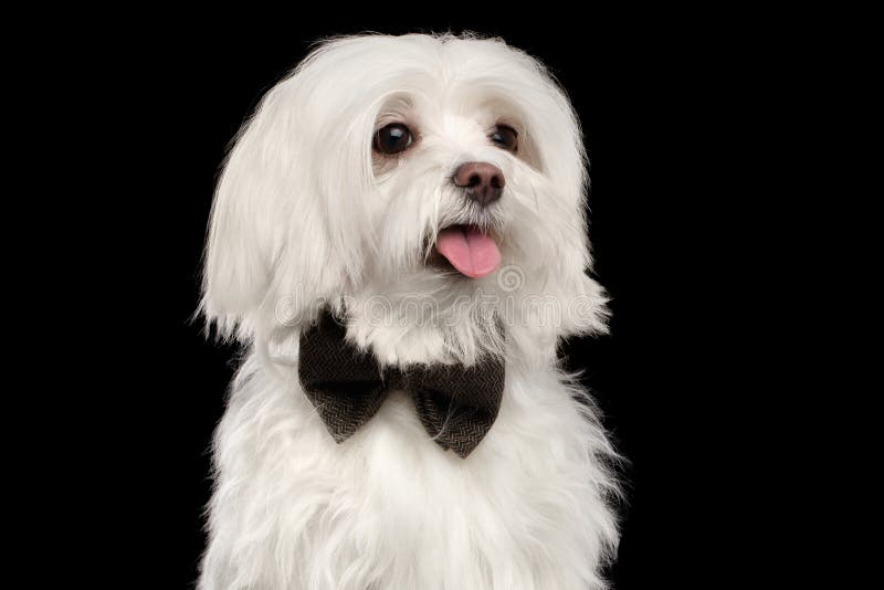 Cane Maltese Bianco Felice Del Primo Piano Che Guarda In Camera Il Nero