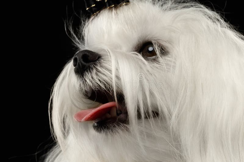 Il Primo Piano Che Sogna Il Cane Maltese Bianco Con Gli Occhi Chiusi Ha