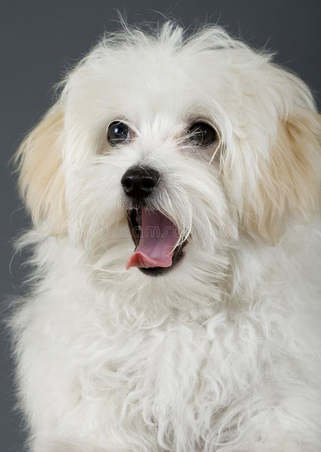 Cane Maltese Che Si Siede Con La Bocca Aperta Fotografia Stock