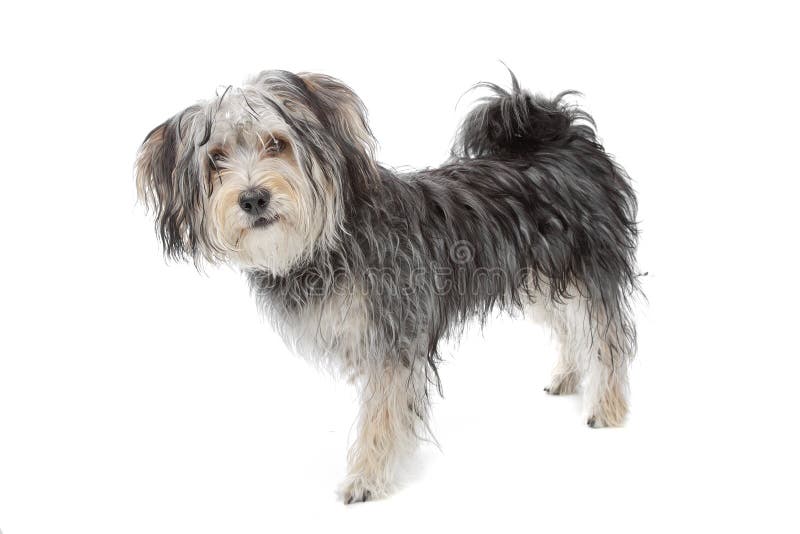Cane maltese della razza Mixed/terrier di Yorkshire immagine stock libera da diritti Cane maltese della razza Mixed/terrier di Yorkshire immagine stock libera da diritti