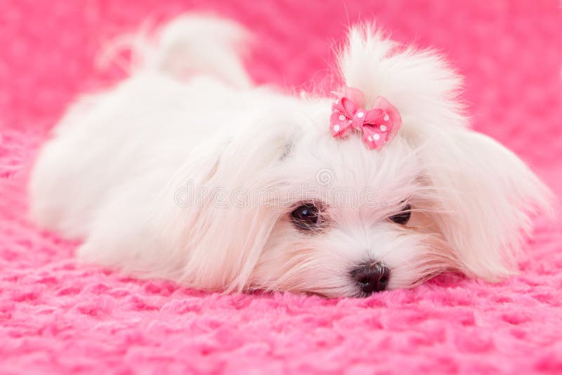 Cane maltese di razza fotografia stock. Immagine di coccolato 29409492