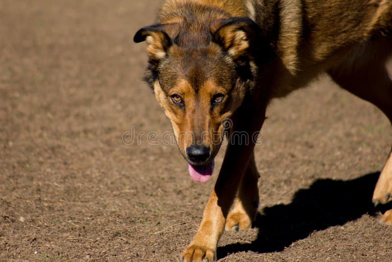 Cane misto della razza con gli occhi ambrati fotografia stock libera da diritti Cane misto della razza con gli occhi ambrati fotografia stock libera da diritti