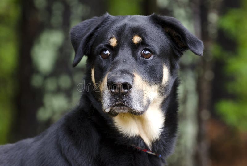 Cane misto della razza del pastore di Rottweiler, fotografia di adozione di salvataggio dell'animale domestico immagine stock Cane misto della razza del pastore di Rottweiler, fotografia di adozione di salvataggio dell'animale domestico immagine stock