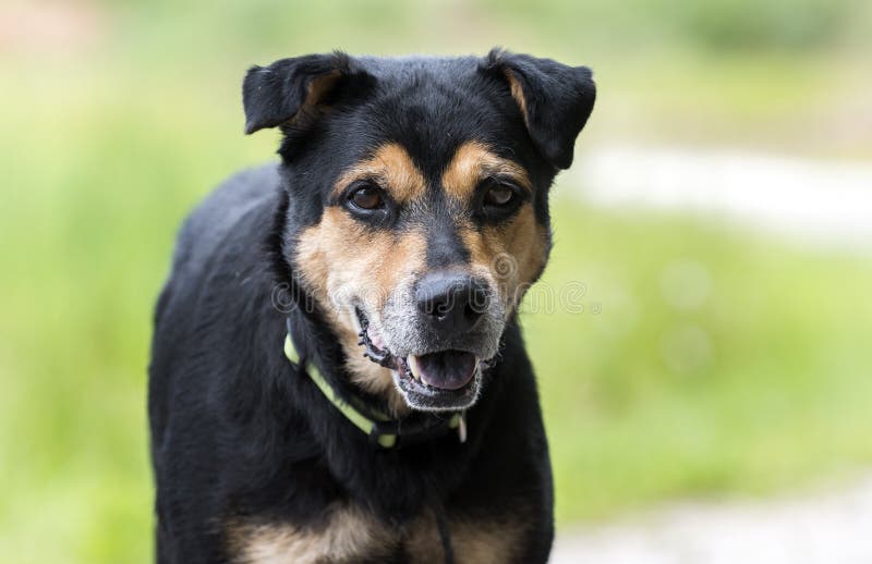 Cane misto della razza del pastore di Rottweiler fuori sul guinzaglio fotografia stock libera da diritti Cane misto della razza del pastore di Rottweiler fuori sul guinzaglio fotografia stock libera da diritti