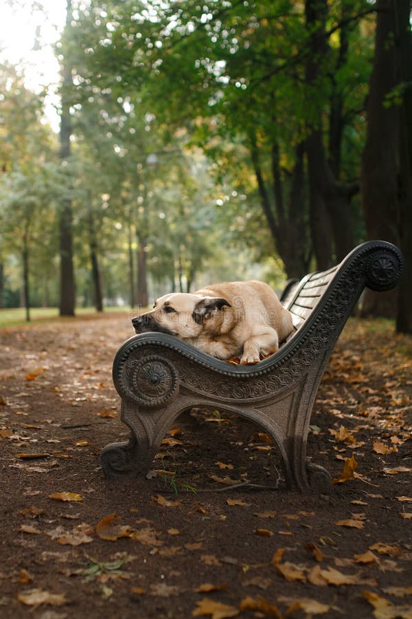 Cane misto della razza nel parco di autunno fotografia stock Cane misto della razza nel parco di autunno fotografia stock