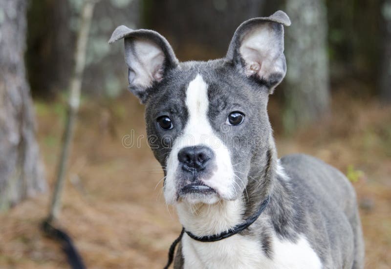 Cane Misto Striato Blu Della Razza Di Pitbull Boston Terrier Immagine