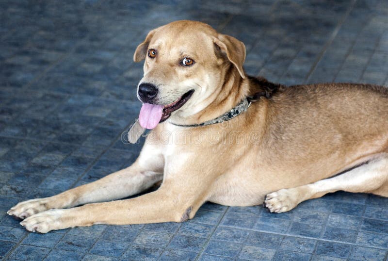 Cane misto tailandese della razza di Brown sul pavimento blu che esamina macchina fotografica immagine stock libera da diritti Cane misto tailandese della razza di Brown sul pavimento blu che esamina macchina fotografica immagine stock libera da diritti