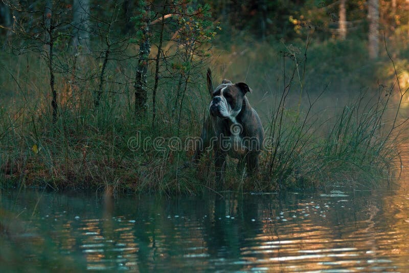 Cane nel lago del terreno boscoso del froggy Cane nel lago del terreno boscoso del froggy