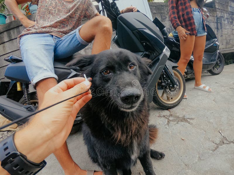 Cane nero che ascolta musica delle cuffie fotografia stock Cane nero che ascolta musica delle cuffie fotografia stock