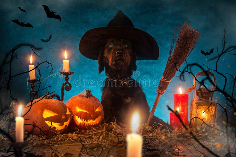 Cane nero con le zucche di Halloween sulle plance di legno fotografia stock Cane nero con le zucche di Halloween sulle plance di legno fotografia stock