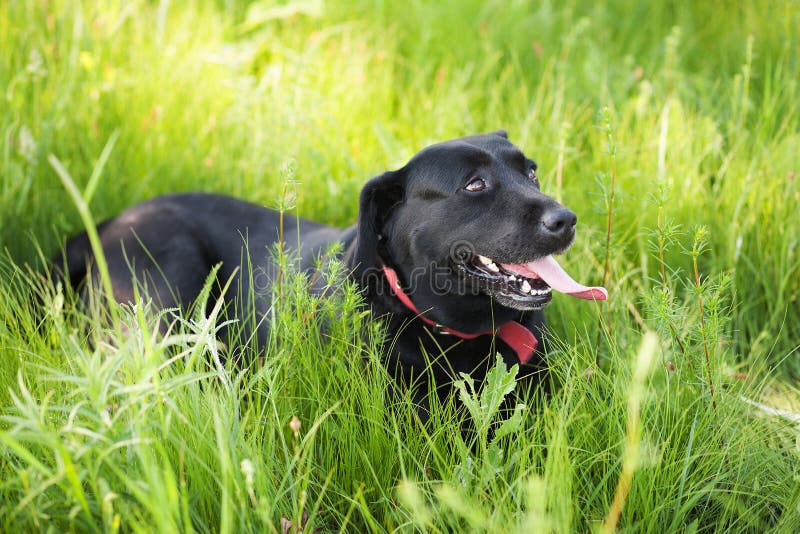 Cane nero di labrador retriever che mette su erba fotografia stock libera da diritti Cane nero di labrador retriever che mette su erba fotografia stock libera da diritti