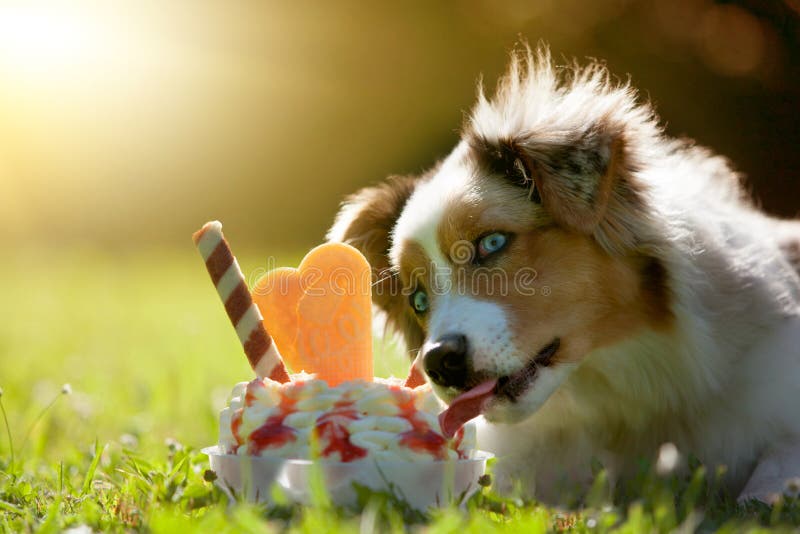 Cane, pastore australiano che lecca su un gelato