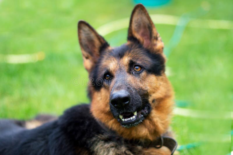 Cane - pastore tedesco su un fondo vago fotografia stock libera da diritti Cane - pastore tedesco su un fondo vago fotografia stock libera da diritti