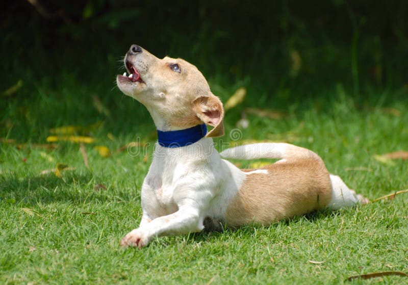 Cane piccolo di urlo fotografia stock Cane piccolo di urlo fotografia stock
