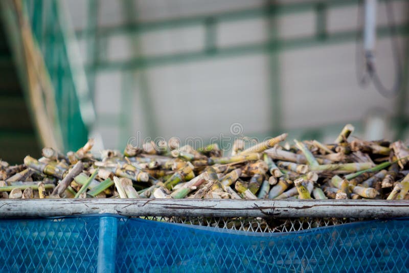 Cane Pieces from Sugar Cane Cutter for Sugar Factory Stock Image