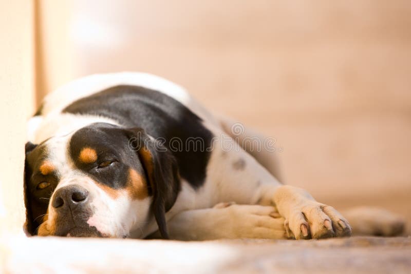 Lazy dog. Old dog lying outdoor and looking to camera. Lazy dog. Old dog lying outdoor and looking to camera.